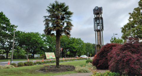 Windmill palm replaced in Baring Square East