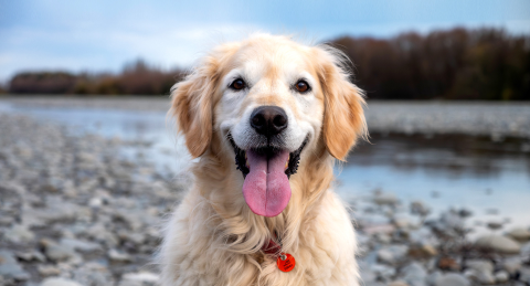 Paws and learn: The joys of owning a dog