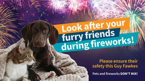 Keep your pets safe during fireworks celebrations
