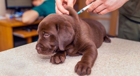 Protect your dog from parvo