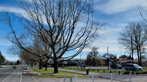 Diseased oak trees to be removed