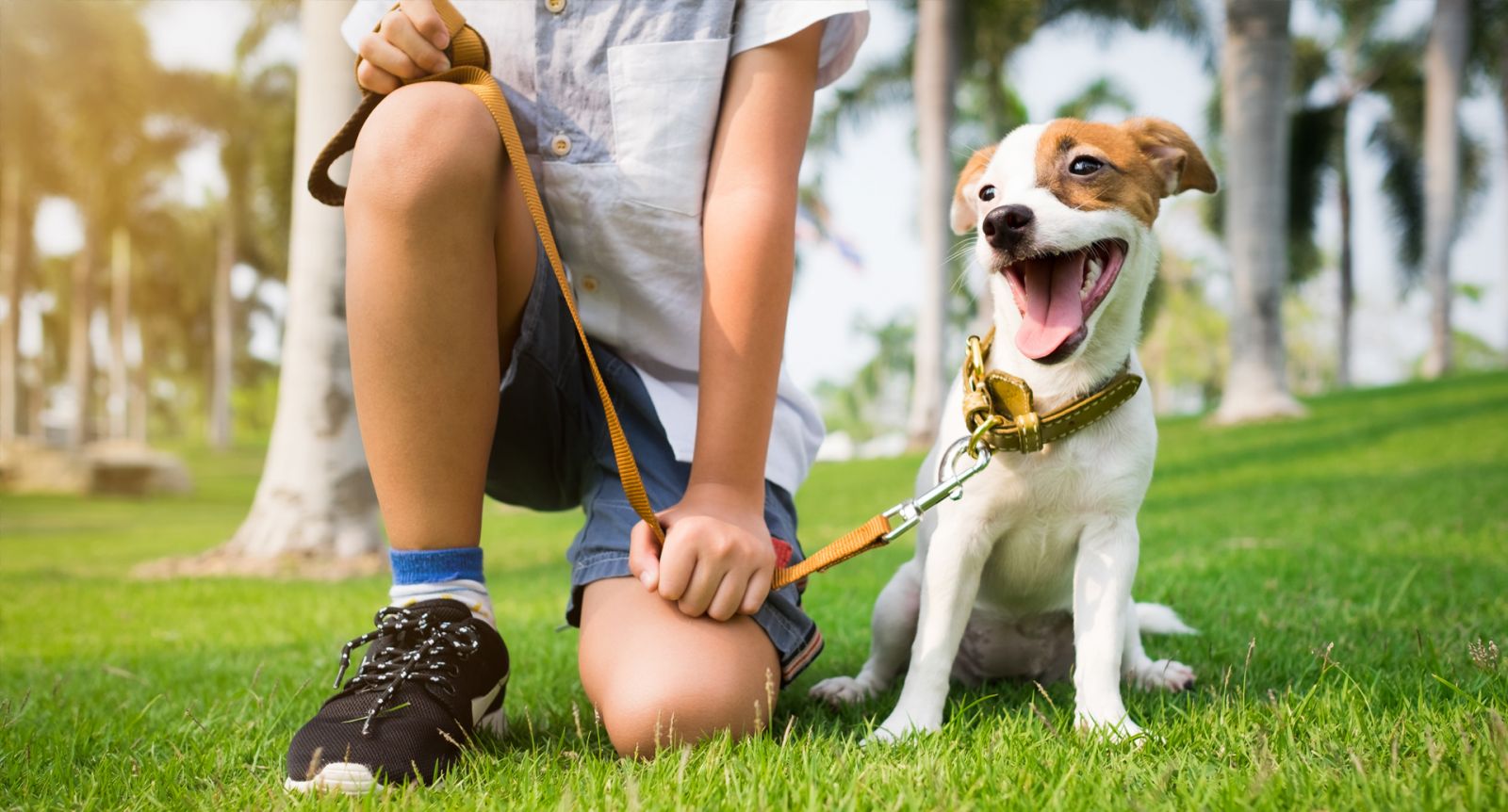 Excited Puppy on leash banner image