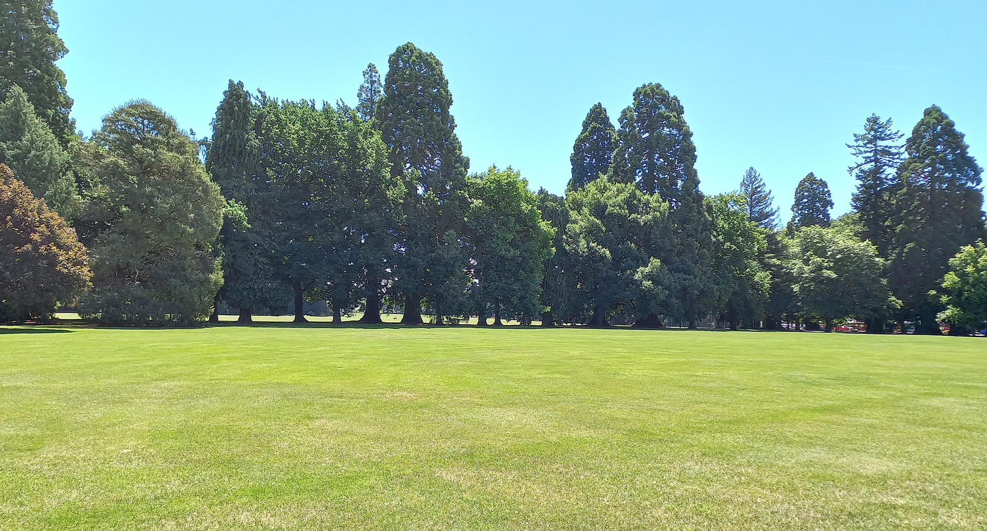 Large grass area with trees