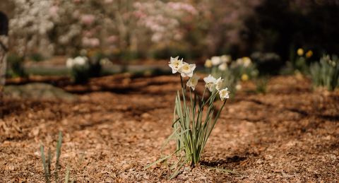 Biodiversity Action Plan