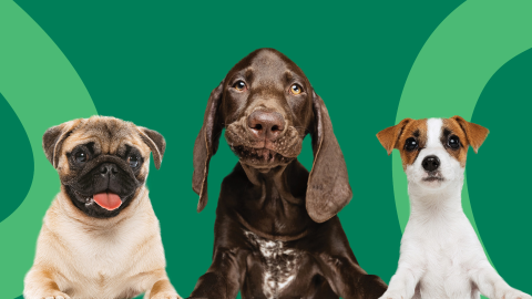 Are our dog control rules up to scratch?