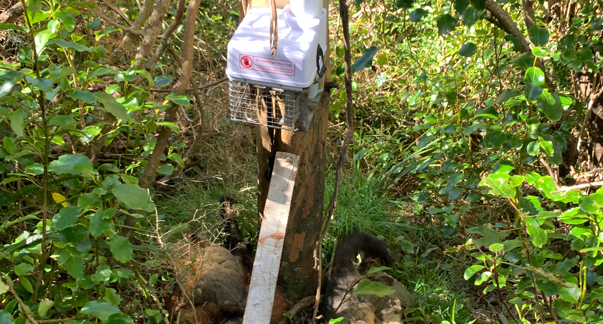 Possum trap