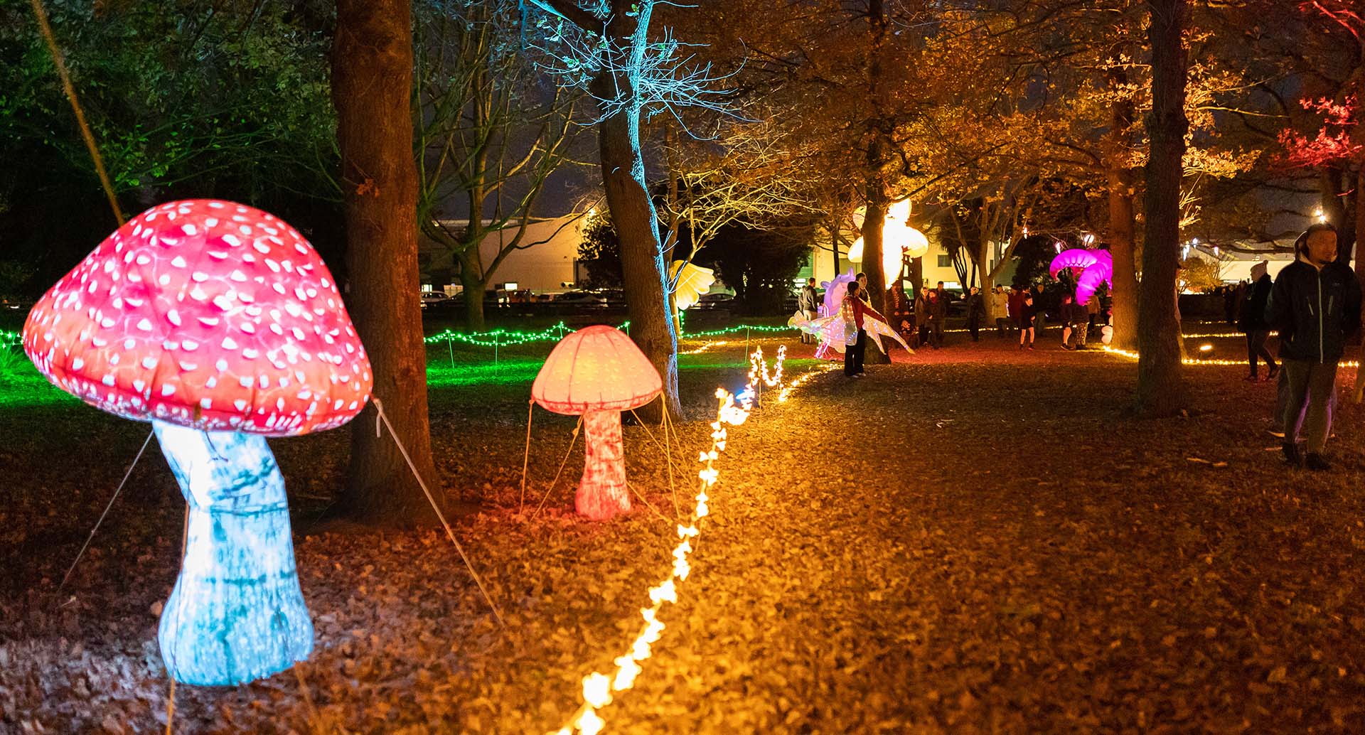 Giant illuminated mushrooms