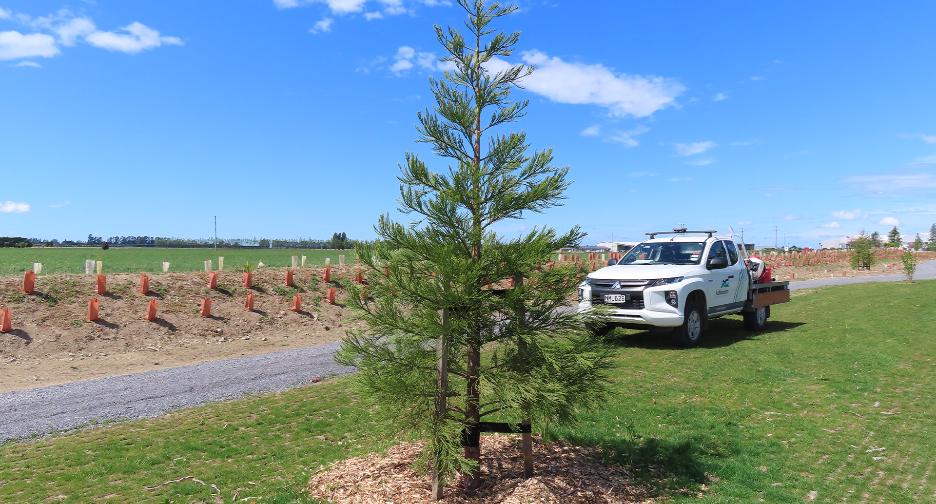 Natives and trees newly planted