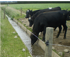 Cows drinking